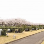 20140402　さいたま市見沼区　さいたま市営霊園の桜が満開DSC_0507