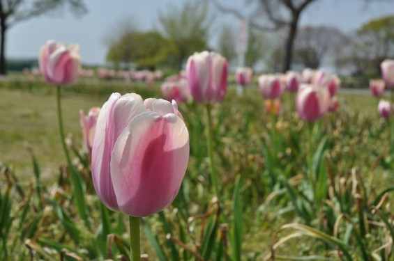 チューリップの花が綺麗でした　埼玉県比企郡吉見町　吉見総合運動公園　白とうす紫が混ざったDSC_0188