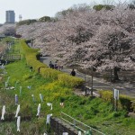 群馬県館林市の「こいのぼりの里まつり」DSC_0107