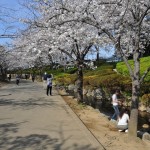 20140401　埼玉県上尾市　丸山公園の桜が満開DSC_0266