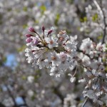 20140411　埼玉県上尾市今泉　十連寺さまの境内　枝垂れ桜DSC_0125