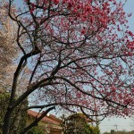 20140401 埼玉県上尾市中分 東栄寺 桜満開ですDSC_0013