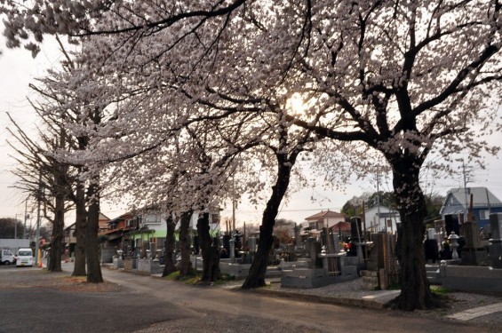 20140331 埼玉県伊奈町小針新宿 西光寺 桜満開 DSC_0149