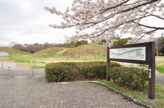 20140404　埼玉県さきたま緑道の桜DSC_0324