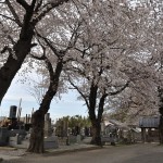 20140331 埼玉県伊奈町小針新宿 西光寺 桜満開 DSC_0114