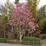 20140402　埼玉県東松山市　森林公園昭和浄苑　桜満開DSC_0590