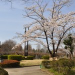 20140331 埼玉県伊奈町小針新宿 西光寺 桜満開DSC_0114