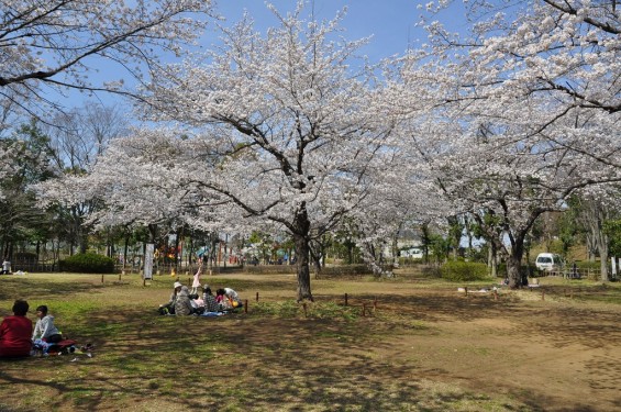 20140331 埼玉県伊奈町小針新宿 西光寺 桜満開DSC_0137