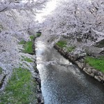 20140404　埼玉県鴻巣市吹上本町　勝龍寺と元荒川の桜満開で吹雪DSC_0500