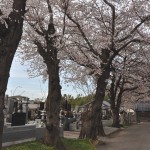 20140331 埼玉県伊奈町小針新宿 西光寺 桜満開 DSC_0109