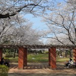 20140331 埼玉県伊奈町小針新宿 西光寺 桜満開DSC_0125