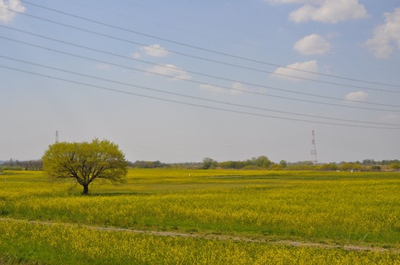 一面の菜の花が綺麗でした！埼玉県比企郡吉見町　吉見総合運動公園DSC_0210