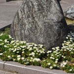 20140401　埼玉県上尾市藤波　上尾靈園の桜が満開DSC_0075