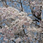 20140411　埼玉県上尾市今泉　十連寺さまの境内DSC_0107