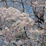 20140411　埼玉県上尾市今泉　十連寺さまの境内DSC_0107