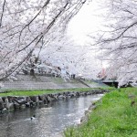 20140404　埼玉県鴻巣市吹上本町　勝龍寺と元荒川の桜満開で吹雪DSC_0513