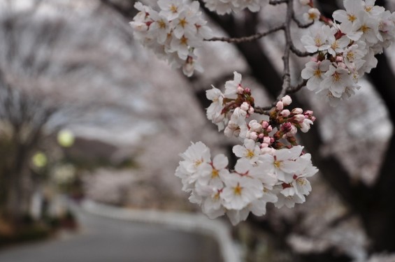 20140402　埼玉県東松山市　森林公園昭和浄苑　桜満開DSC_0653