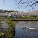 20140401　埼玉県上尾市　丸山公園の桜が満開DSC_0247