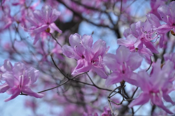 20140401 埼玉県上尾市中分 東栄寺 桜満開ですDSC_0045