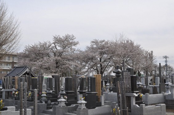 20140331 埼玉県伊奈町小針新宿 西光寺 桜満開 DSC_0101