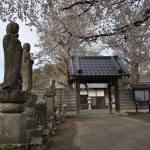 20140331 埼玉県伊奈町小針新宿 西光寺 桜満開 DSC_0130