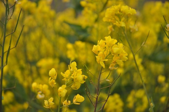 一面の黄色いじゅうたん？菜の花でいっぱいの埼玉県吉見町荒川の土手DSC_0670