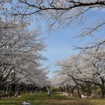 20140331 埼玉県伊奈町小針新宿 西光寺 桜満開DSC_0121