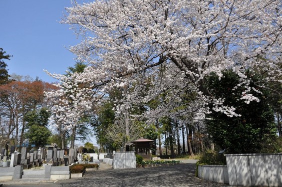 20140401 埼玉県上尾市中分 東栄寺 桜満開ですDSC_0024