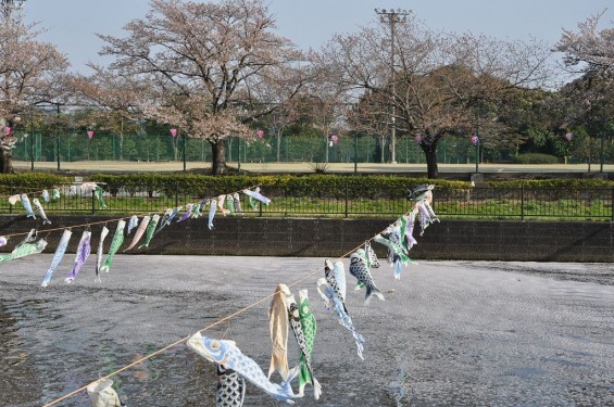 群馬県館林市の「こいのぼりの里まつり」DSC_0114