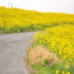 一面の黄色いじゅうたん？菜の花でいっぱいの埼玉県吉見町荒川の土手DSC_0677