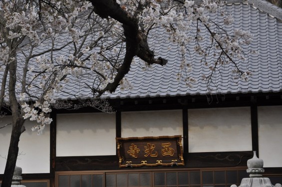 20140331 埼玉県伊奈町小針新宿 西光寺 桜満開 DSC_0098