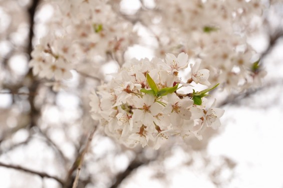 20140402　さいたま市見沼区　さいたま市営霊園の桜が満開　枝垂れ桜DSC_0495