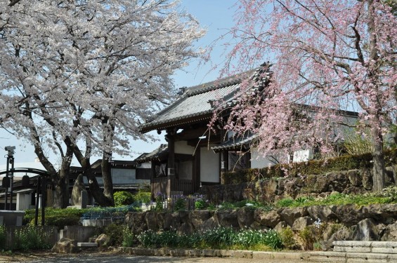 20140401 埼玉県上尾市中分 東栄寺 桜満開ですDSC_0062