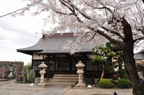 20140404　埼玉県行田市佐間　高源寺の桜が満開DSC_0340