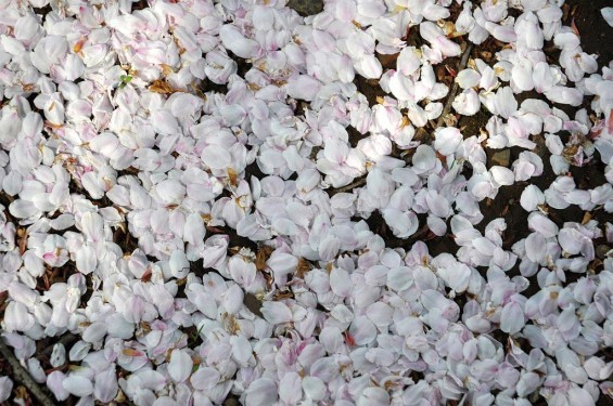 20140409　埼玉県北本市　石戸蒲桜（いしどかばざくら）DSC_0017