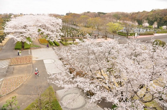20140402　さいたま市見沼区　さいたま市営霊園の桜が満開DSC_0457