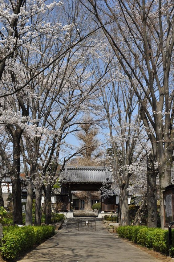 20140401 埼玉県上尾市中分 東栄寺 桜満開ですDSC_0054