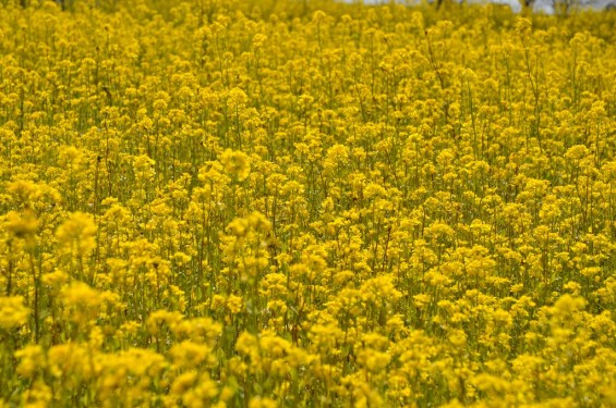 一面の菜の花が綺麗でした！埼玉県比企郡吉見町　吉見総合運動公園DSC_0196