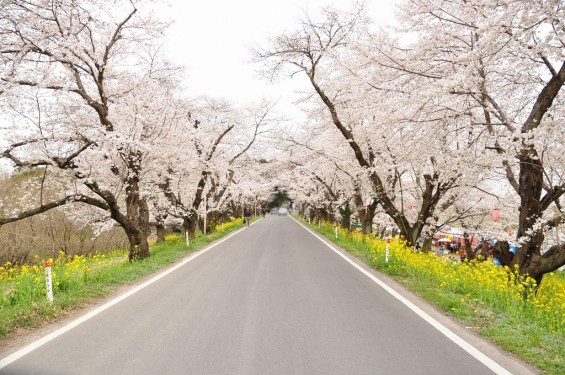 20140402　埼玉県北本市　桜堤（桜土手）の満開の桜DSC_0557