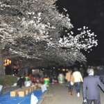 20140405　東京都上野恩師公園　夜桜DSC_0075