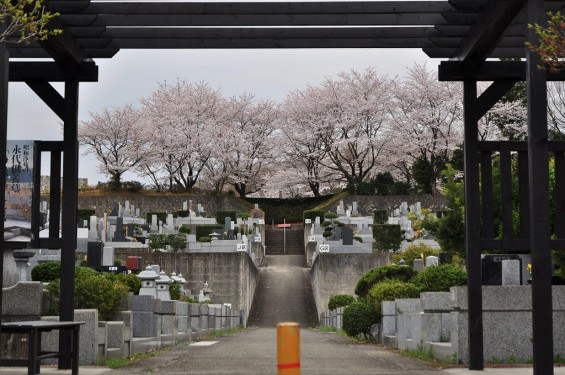 20140402　埼玉県東松山市　森林公園昭和浄苑　桜満開DSC_0643