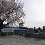 20140331 埼玉県伊奈町羽貫 西蔵院 桜満開DSC_0041