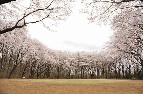 20140402　埼玉県東松山市　岩鼻運動公園の桜DSC_0566