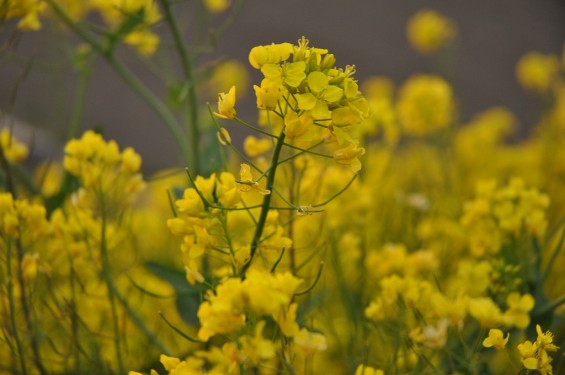 一面の黄色いじゅうたん？菜の花でいっぱいの埼玉県吉見町荒川の土手DSC_0669