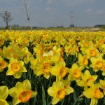 埼玉県比企郡吉見町　吉見総合運動公園　水仙が綺麗DSC_0025