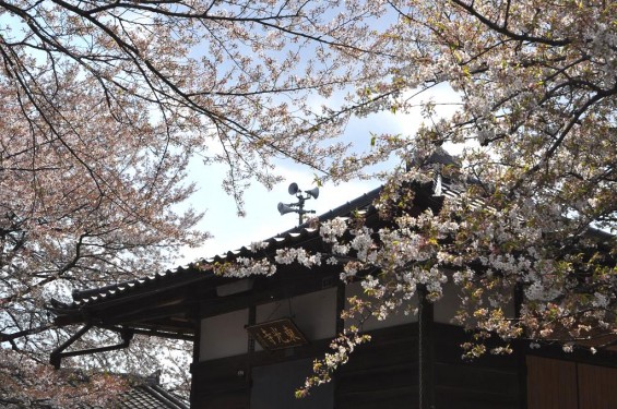 20140409　埼玉県北本市　石戸蒲桜（いしどかばざくら）DSC_0022