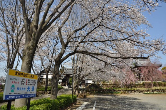 20140401 埼玉県上尾市中分 東栄寺 桜満開ですDSC_0059