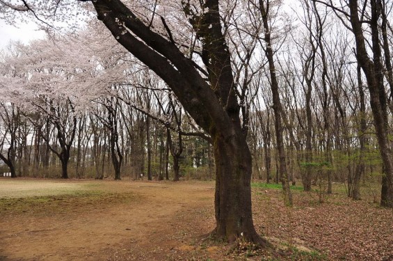 20140402　埼玉県東松山市　岩鼻運動公園の桜DSC_0577