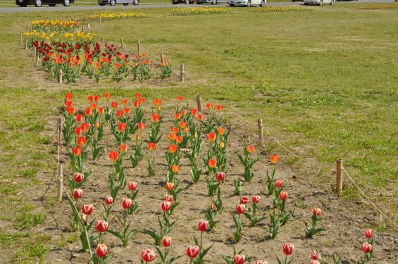 チューリップの花が綺麗でした　埼玉県比企郡吉見町　吉見総合運動公園DSC_0191