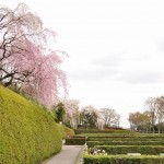 20140402　さいたま市見沼区　さいたま市営霊園の桜が満開　枝垂れ桜DSC_0482